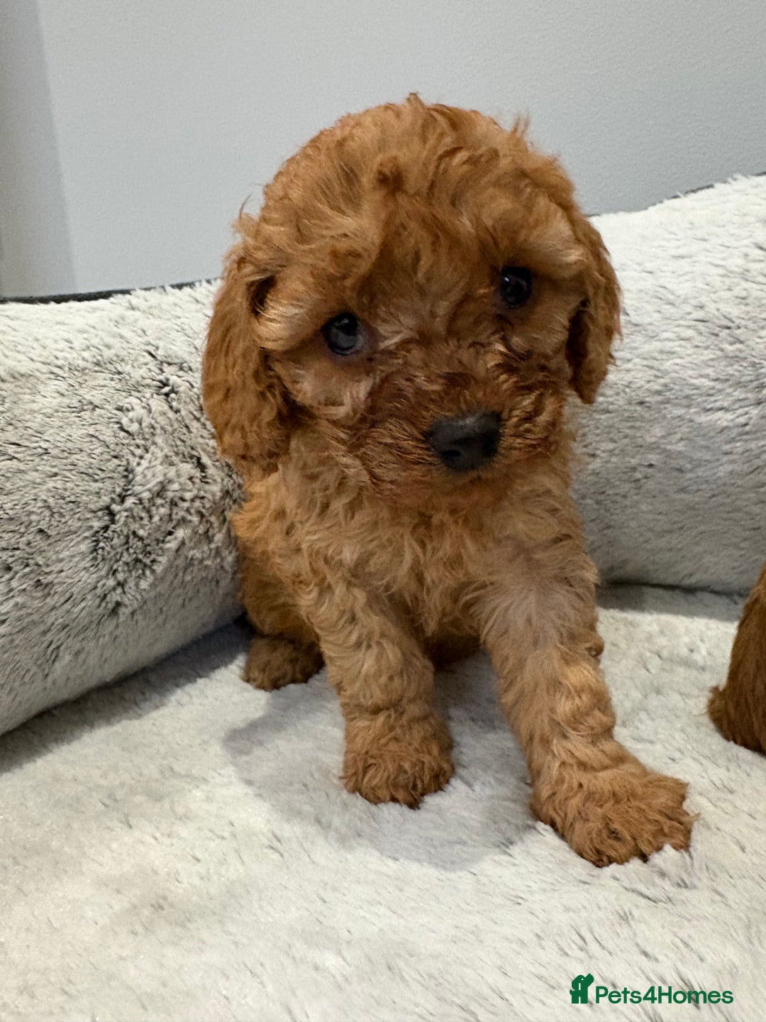 Cavapoo dogs for sale: 🐾STUNNING CAVAPOOS F1 🐾 - Advert 6