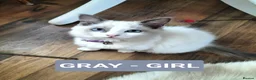 Ragdoll cats for sale: Beautiful Ragdoll Kittens in Wakefield - Advert 3