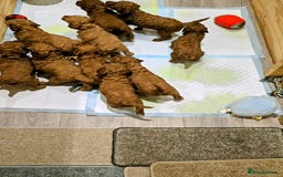 Miniature Poodle dogs for sale: MINIATURE POODLE PUPPIES.   - Advert 12