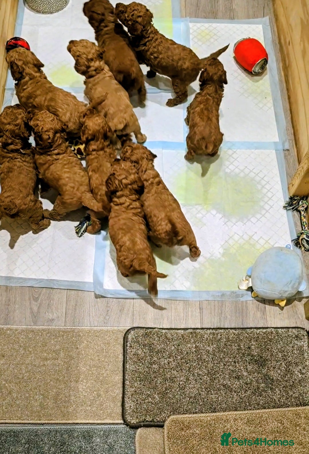 Miniature Poodle dogs for sale: MINIATURE POODLE PUPPIES.   - Advert 12