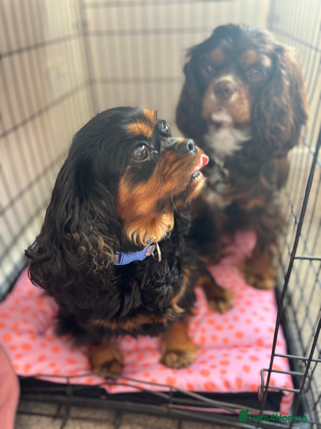 Cavalier King Charles Spaniel dogs for sale: KC reg 🍫parents/Eyes/heart&health certs - Image 14