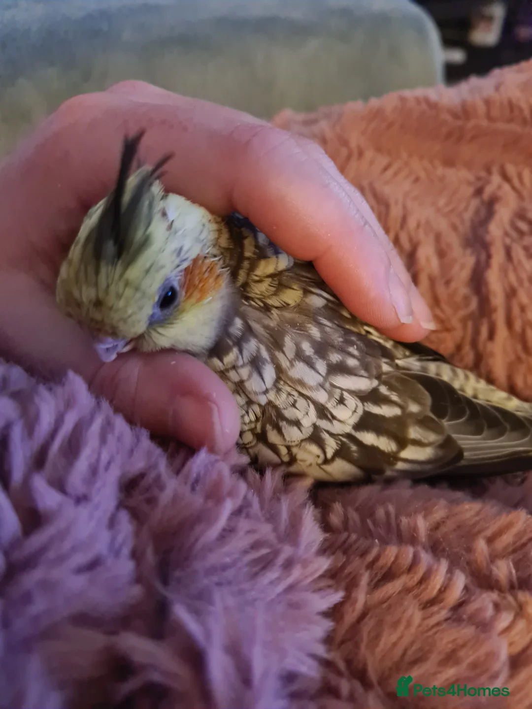 Cockatiels birds for sale: Female (DNA confirmed) Cockatiel Hatched 2nd March - Advert 6