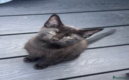 Ragdoll cats for sale: 🐈‍⬛ Beautiful majestic black kittens 🐈‍⬛ - Image 6