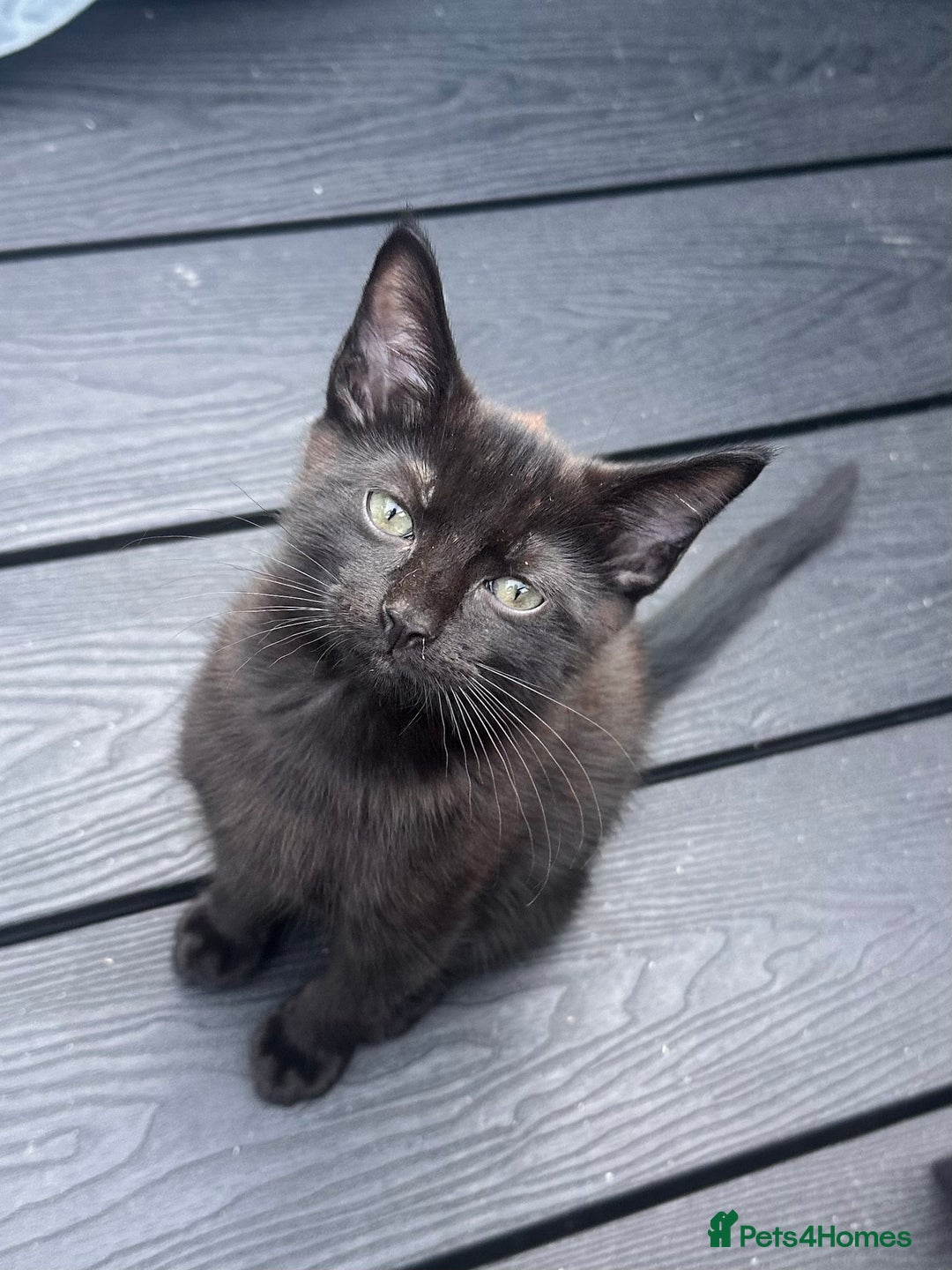 Ragdoll cats for sale: 🐈‍⬛ Beautiful majestic black kittens 🐈‍⬛ - Image 6