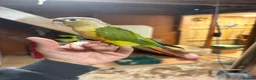Conures birds for sale: Hand tame pineapple Conure - Advert 7