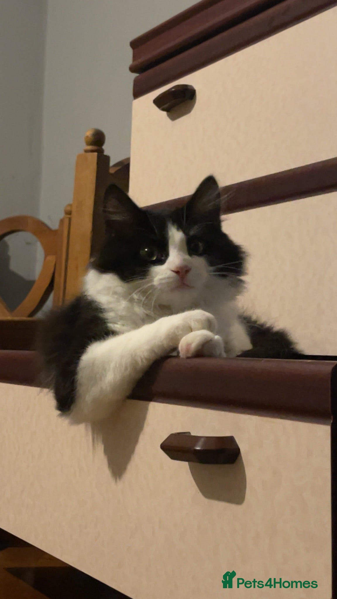 Mixed Breed cats Cat for sale - Advert 2