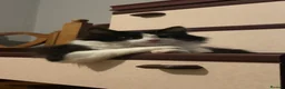 Mixed Breed cats for sale: Cat for sale - Advert 1