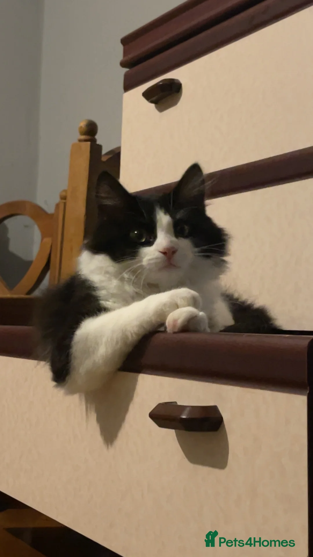 Mixed Breed cats for sale: Cat for sale - Advert 1