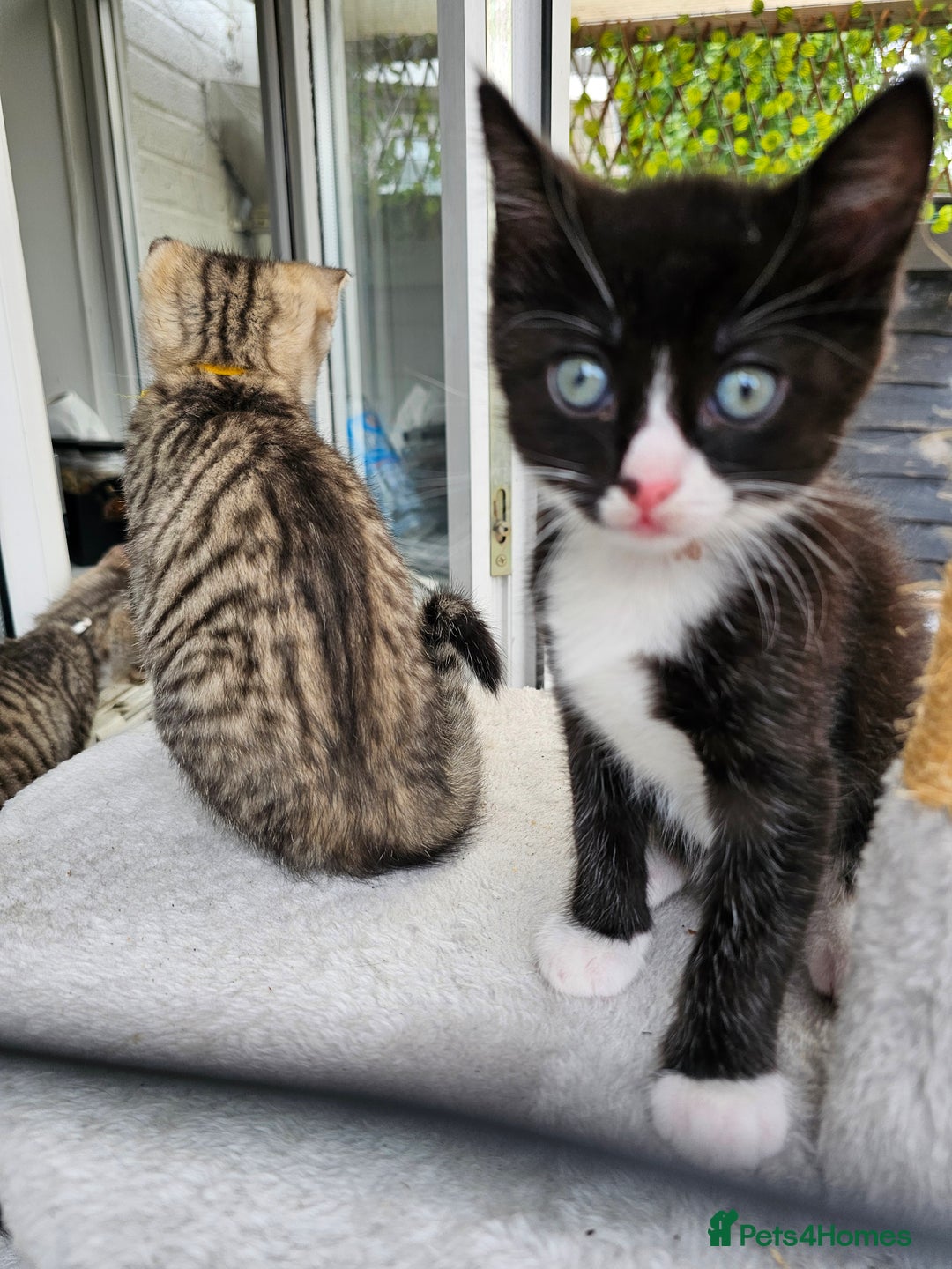 Ragcoon cats for sale: Ragdoll x kittens 😸 😍 ready 10/09/25 - Image 8