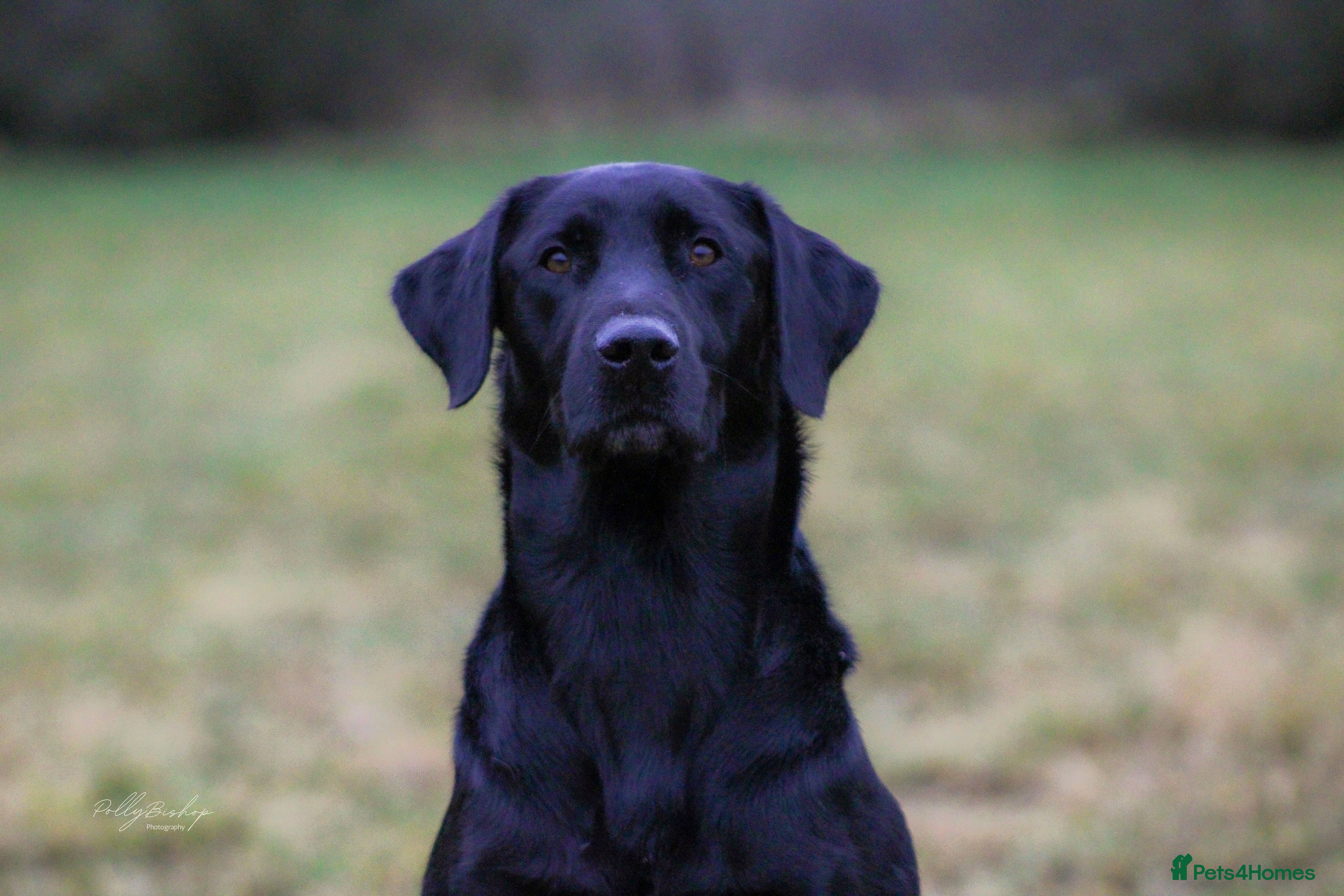 Labrador Retriever dogs Health tested stud - Advert 3