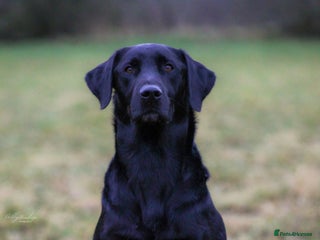 Labrador Retriever dogs in Hailsham - Advert 11