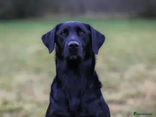 Labrador Retriever dogs Health tested stud - Advert 3