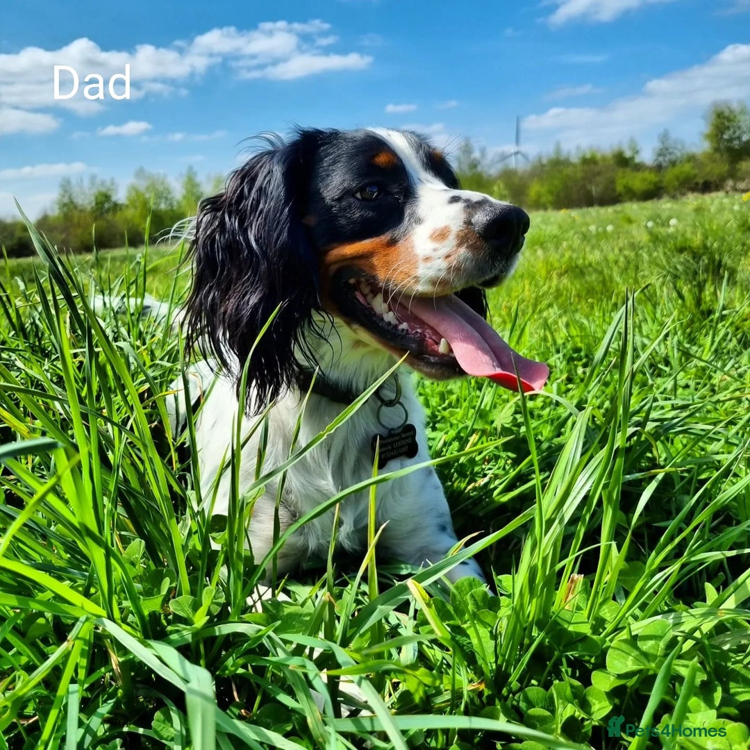Mixed Breed dogs for sale: Sprocker puppies ready 10th Jan - Advert 5