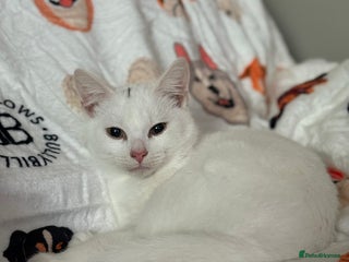 Mixed Breed cats - Advert 12