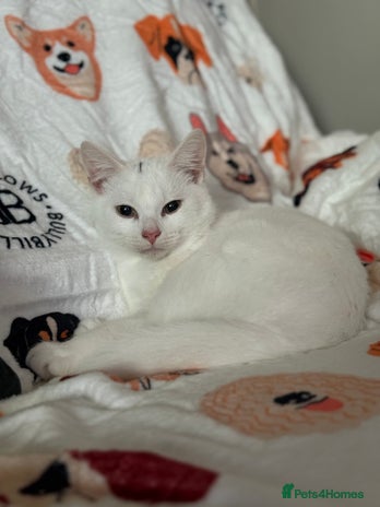 Mixed Breed cats - Advert 5