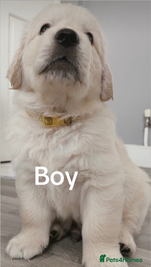 Golden Retriever dogs BEAUTIFUL KC REG SHOWLINE GOLDEN RETRIEVER PUPPIES - Advert 6