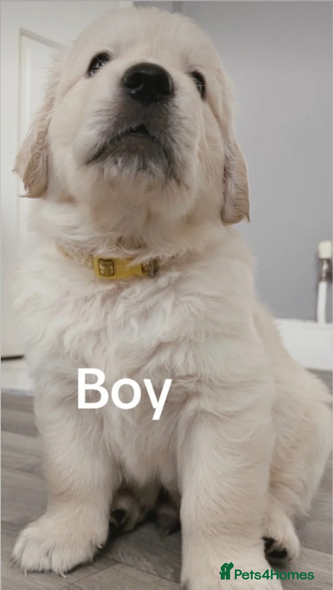 Golden Retriever dogs for sale: BEAUTIFUL KC REG SHOWLINE GOLDEN RETRIEVER PUPPIES - Advert 1