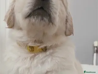 Golden Retriever dogs BEAUTIFUL KC REG SHOWLINE GOLDEN RETRIEVER PUPPIES - Advert 6