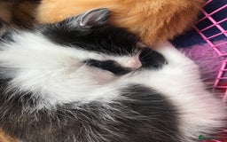 Mixed Breed cats for sale: Beautiful mixed litter  - Image 10