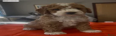 Cockapoo Puppy 1