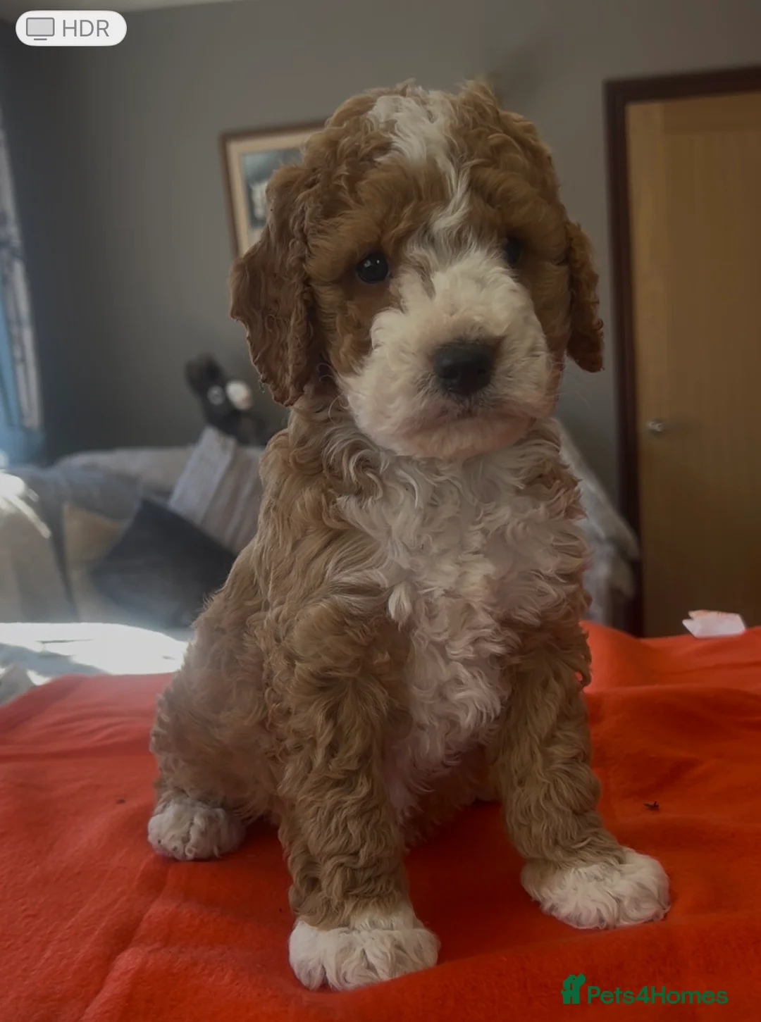 Cockapoo dogs for sale: Cockapoo puppies  - Advert 1