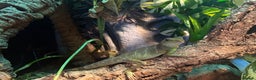 Lizard reptiles for sale: Chinese water dragon and vivarium - Advert 2