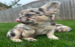 French Bulldog dogs for sale: 4 French bulldog puppies  - Image 12