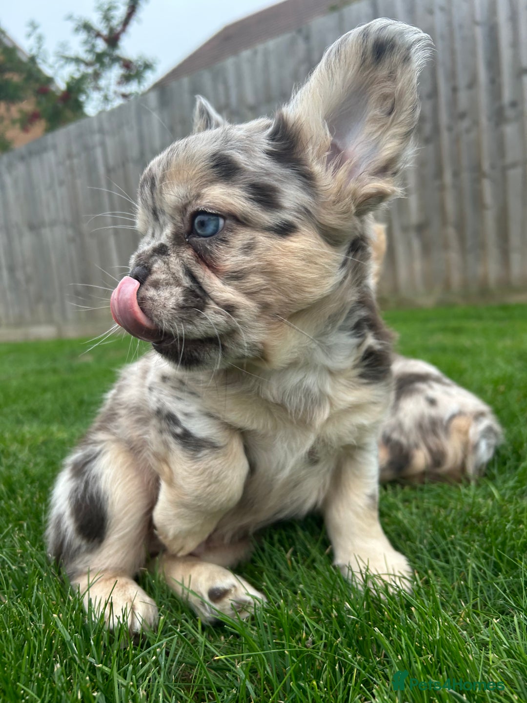 French Bulldog dogs for sale: 4 French bulldog puppies  - Image 12