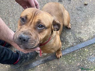 Mixed Breed dogs Staffy cross Puppy - Advert 4