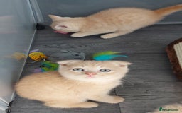 British Shorthair cats for sale: British shorthair kittens and scotish fold  - Image 35