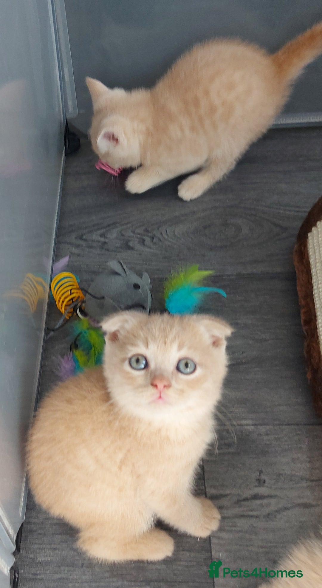 British Shorthair cats for sale: British shorthair kittens and scotish fold  - Image 35