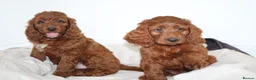 Irish Doodle dogs for sale: Stunning male Irish doodle puppies - Advert 6