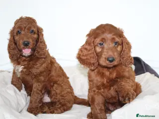 Irish Doodle dogs Stunning male Irish doodle puppies - Advert 1