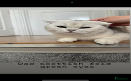 Scottish Fold cats for sale: Scottish fold / Chichilla kittens - Image 19
