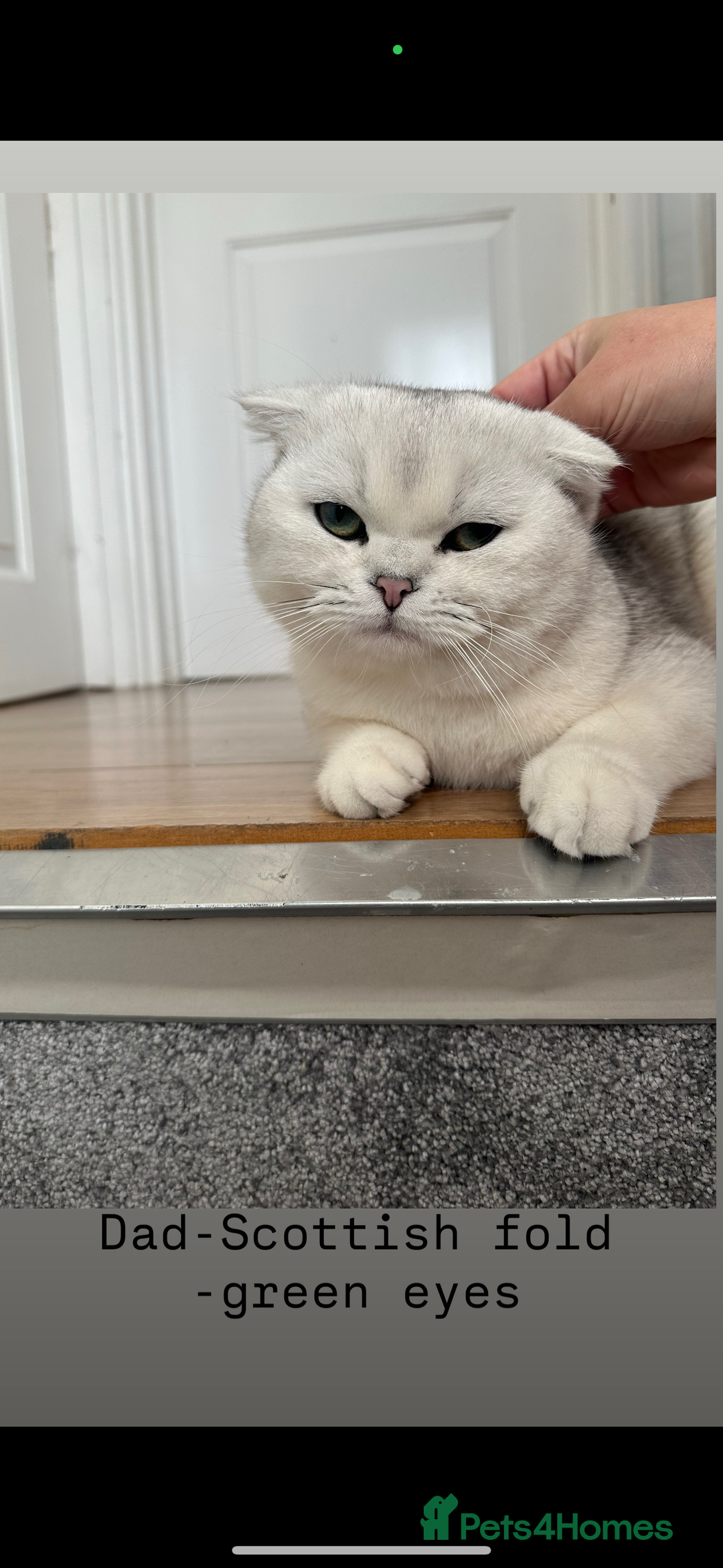 Scottish Fold cats for sale: Scottish fold / Chichilla kittens - Image 19