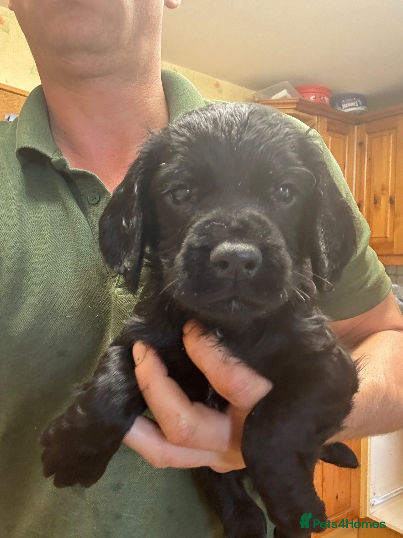 Cocker Spaniel dogs Ready now working cocker spaniel pups - Advert 4