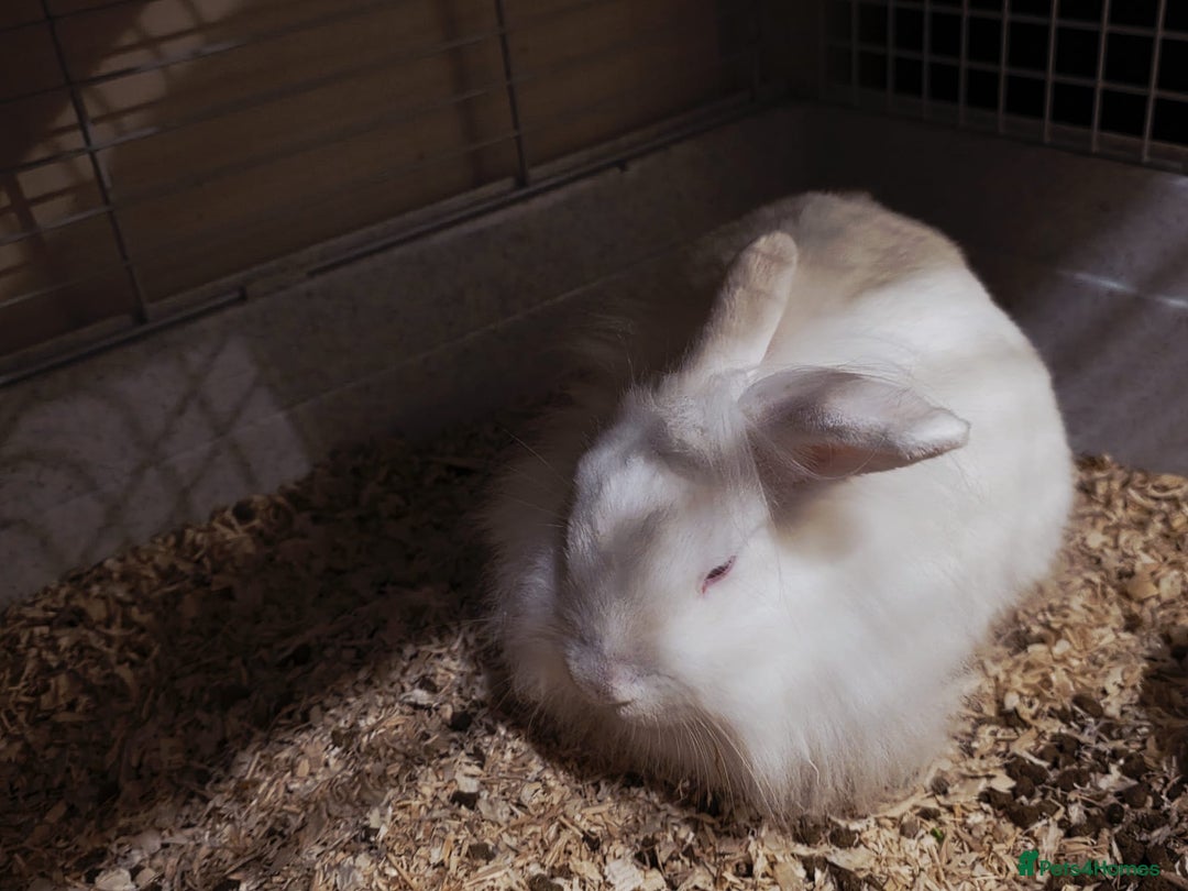 Lionhead rabbits for sale: Lionhead forsale - Advert 2