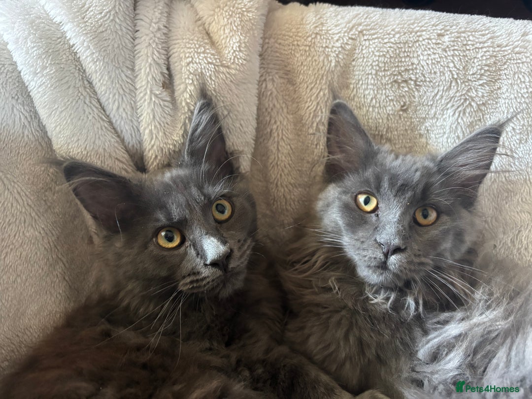 Maine Coon cats for sale: Blue Maine Coon kittens - Image 14