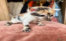 Bengal cats for sale: 4 pure bangal and 5 bengal x kittens - Image 26