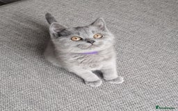 British Longhair cats for sale: READY NOW, ACTIVE OR PET BLH GIRL, GCCF, PEDIGREE - Image 9