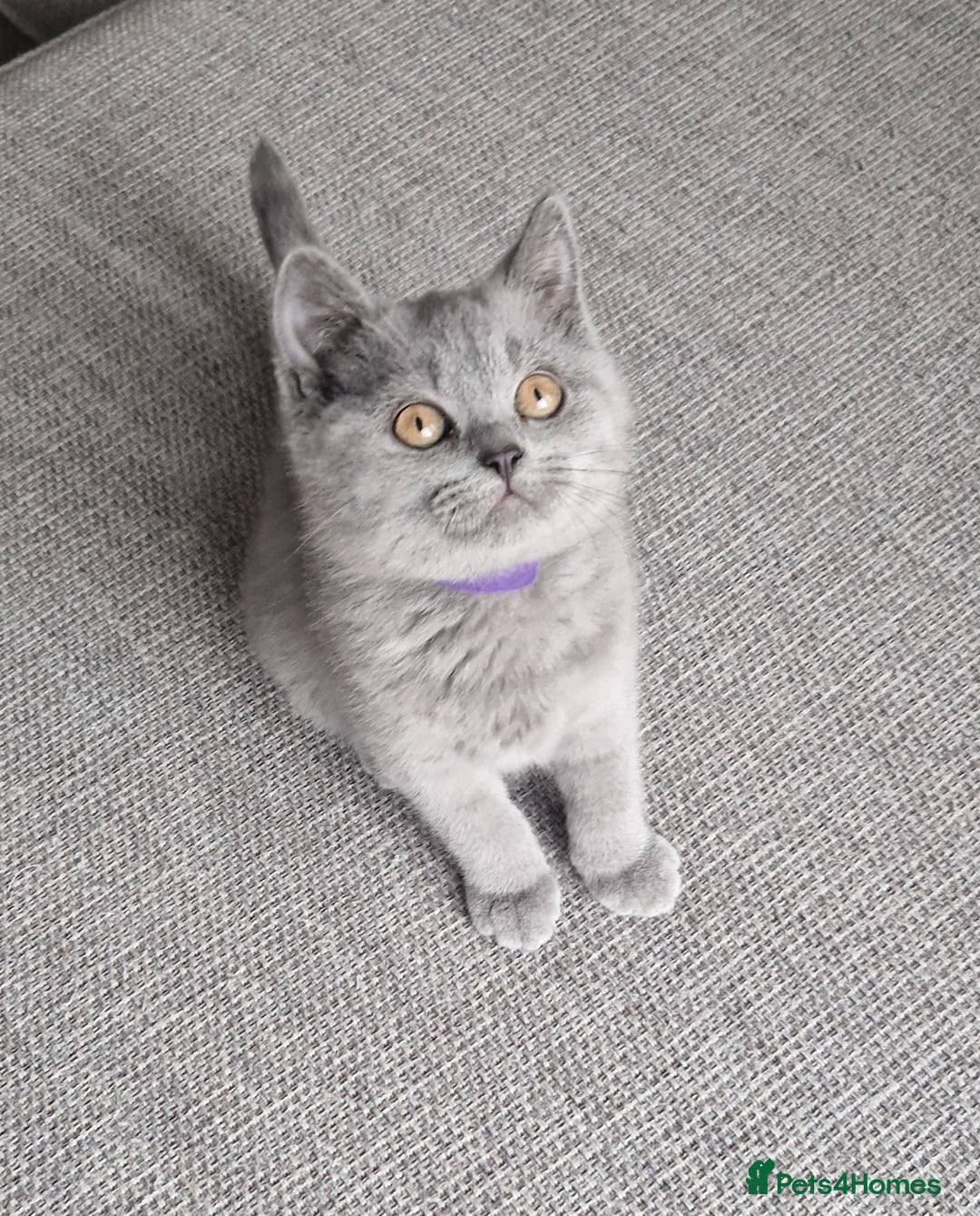 British Longhair cats for sale: READY NOW, ACTIVE OR PET BLH GIRL, GCCF, PEDIGREE - Image 9