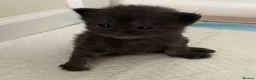Maine Coon cats for sale: Beautiful Maine Coon kittens purebred  - Advert 11