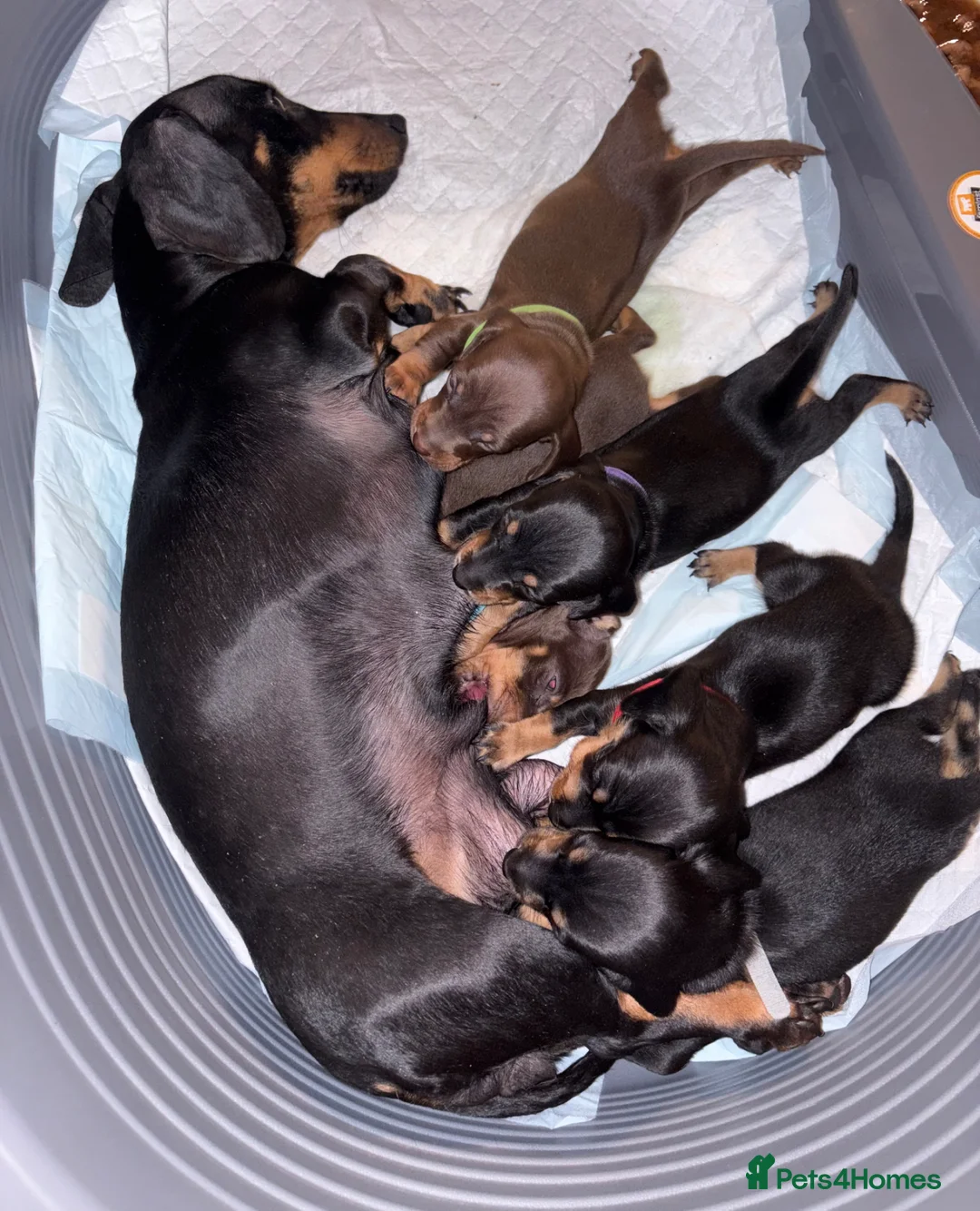 Dachshund dogs for sale: Dachshund puppies ready to leave next week  - Advert 2