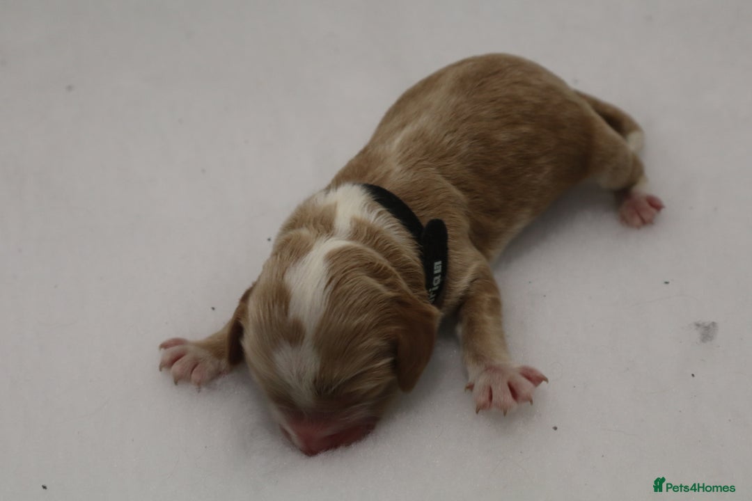 Cockapoo dogs for sale: 5 * BREEDERS, ELITE COCKAPOOS F1 PUPPIES - Advert 10