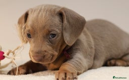 Miniature Dachshund dogs for sale: 5StarsLicensed+KC+PRAClear+VetChecked - Image 34