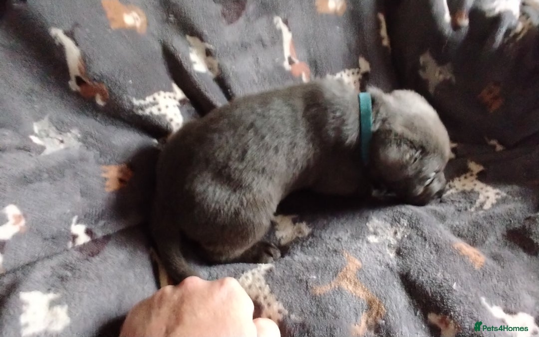 Labrador Retriever dogs for sale: Litter just be born - Advert 9