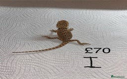 Bearded Dragon reptiles for sale: Various Baby Bearded Dragons For Sale - Advert 18