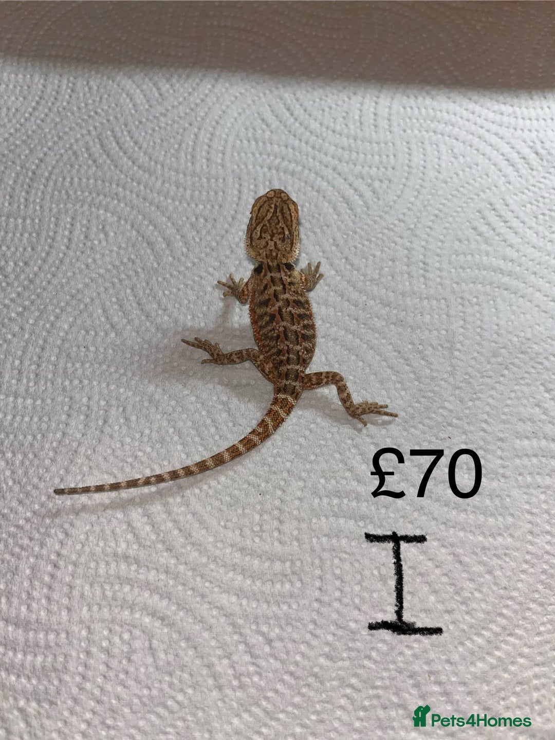 Bearded Dragon reptiles for sale: Various Baby Bearded Dragons For Sale - Advert 18
