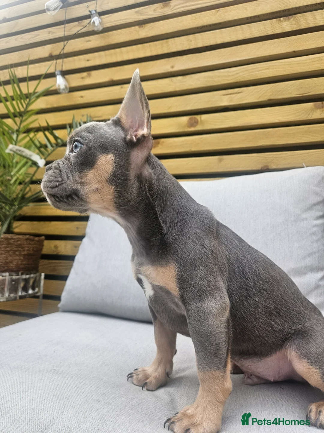 French Bulldog dogs for sale: Don Choc's great-grandchildren in Burnley - Advert 2