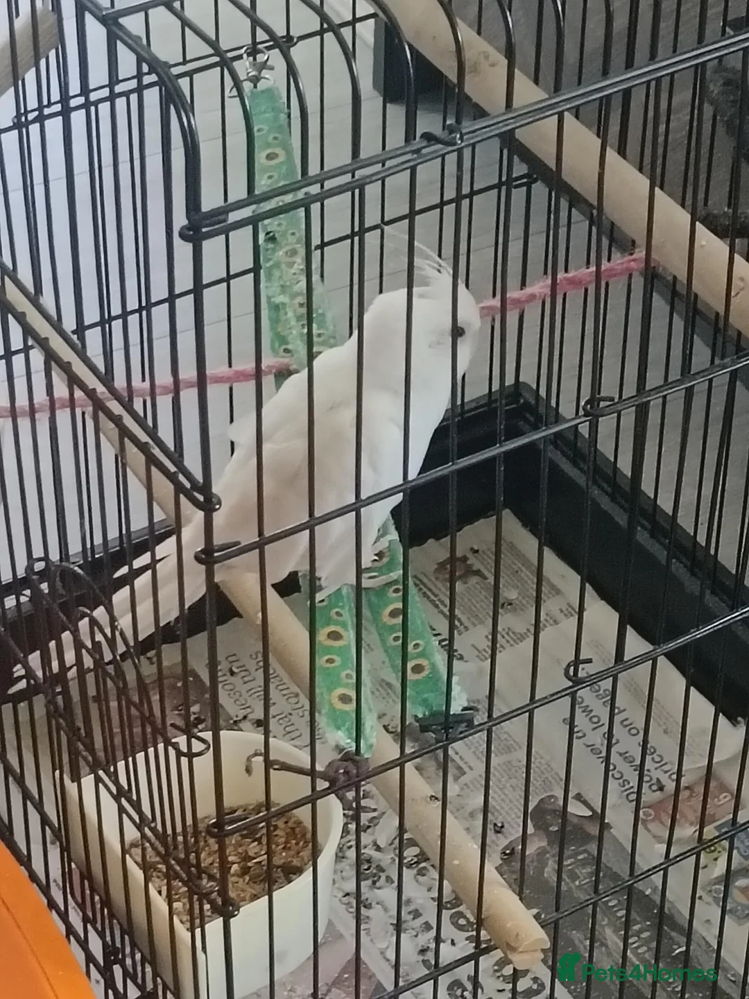 Cockatiels birds for sale: Milky  - Advert 1